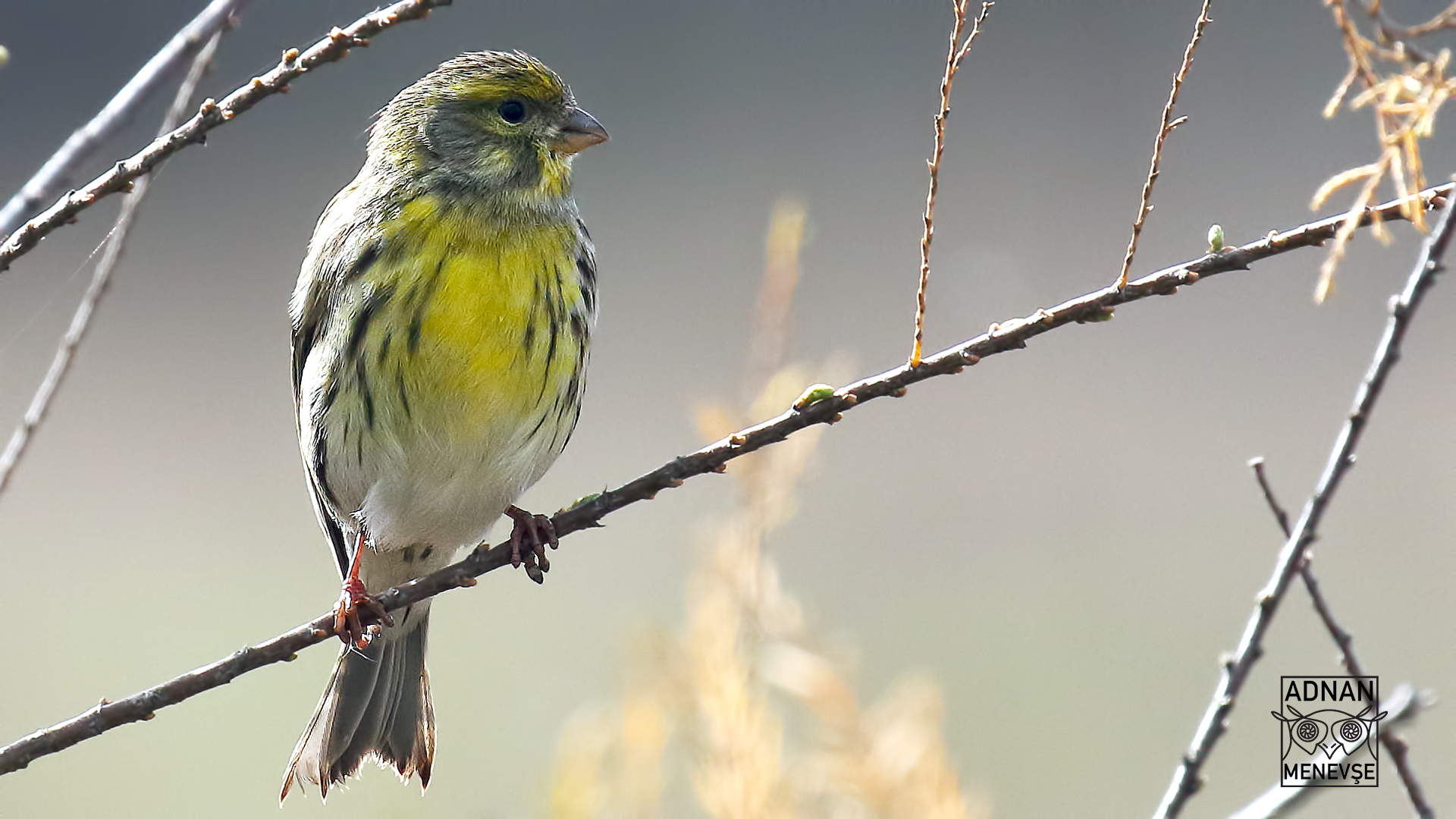 European Serin